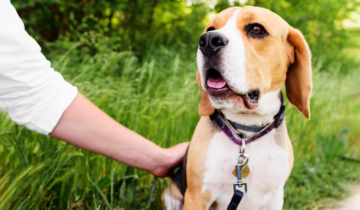 beagle-enjoying-walk-park