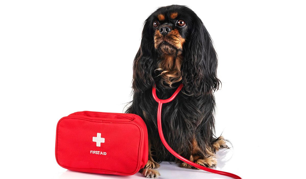 black-dog-first-aid-kit