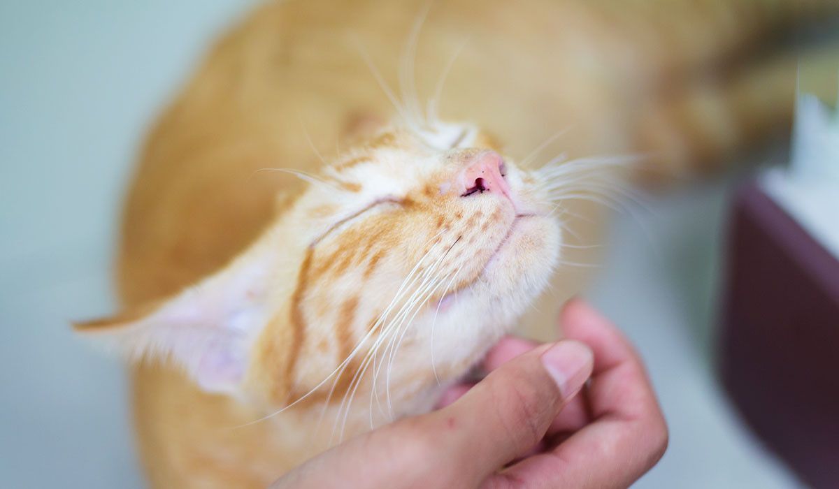 checking-cat-lump-close-up-hand