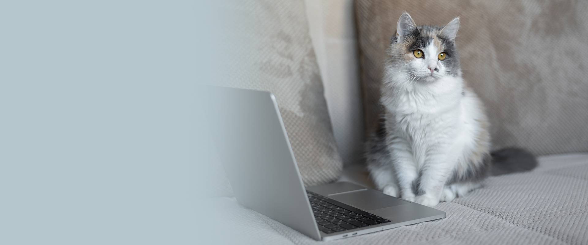 Fluffy gray and white cat sits on a sofa beside an open laptop