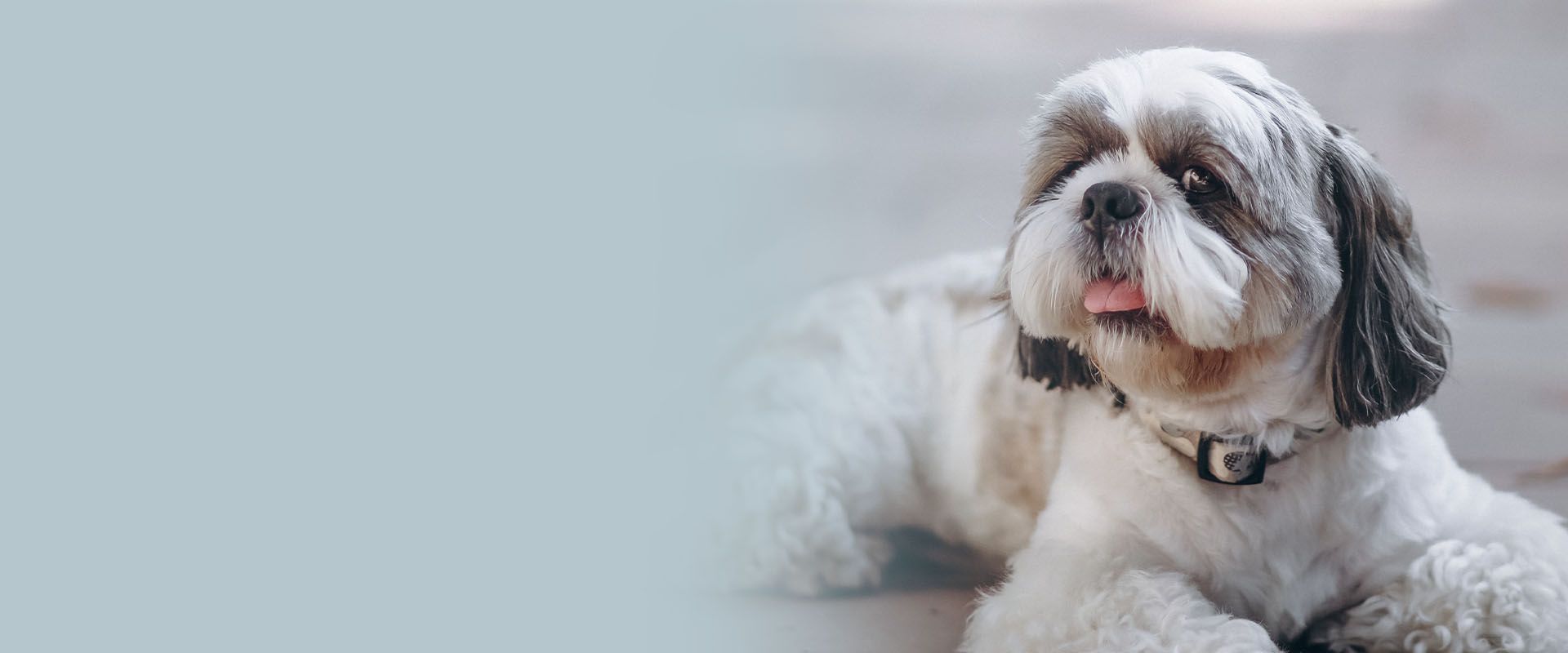 Cute little dog with big eyes